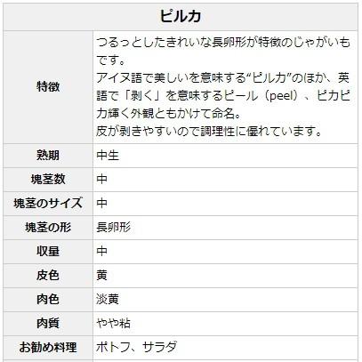 種じゃがいも ピルカ 約500ｇ入 Bfja 日光種苗ヤフー店 通販 Yahoo ショッピング