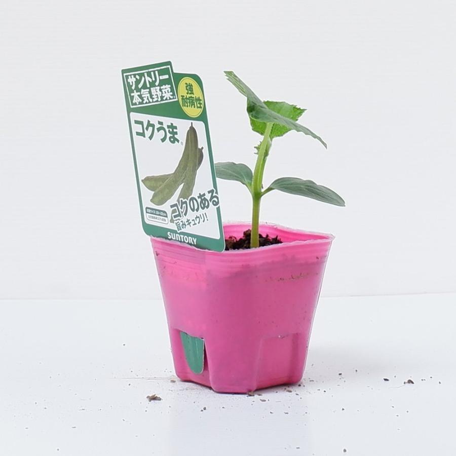 サントリー本気野菜 キュウリ コクうま 苗2本セット 9cmポット ４月中旬 5月上旬発送分予約 Pfcu 日光種苗ヤフー店 通販 Yahoo ショッピング
