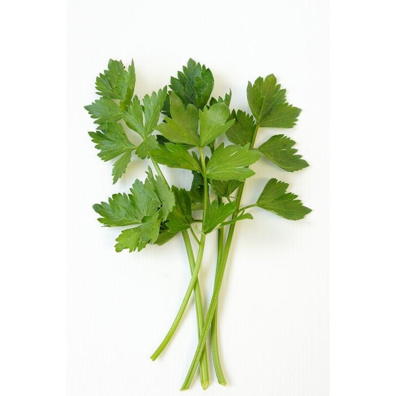 エスニック野菜苗「スープセロリの苗」（芹菜）9cmポット【5月上旬発送分予約】