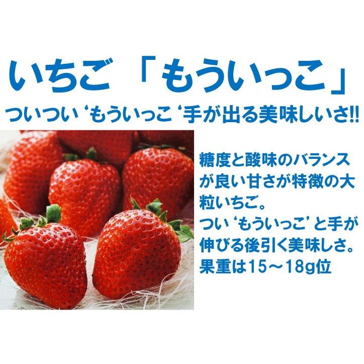 タキイ種苗 イチゴ もういっこ 9cmポット苗2本セット 10月上旬より出荷 Pfic 日光種苗ヤフー店 通販 Yahoo ショッピング