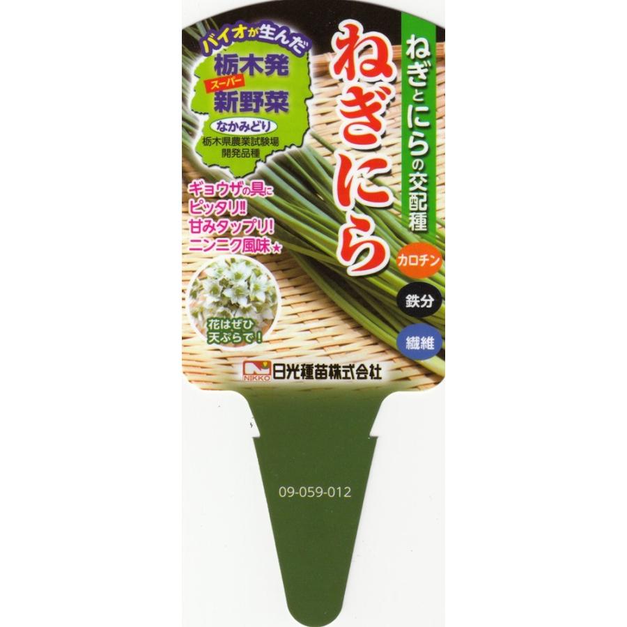 ネギニラ1５０本以上　　無農薬 ねぎにら」 なかみどりの苗（ネギニラ）9cmポット : 日光種苗ヤフー店