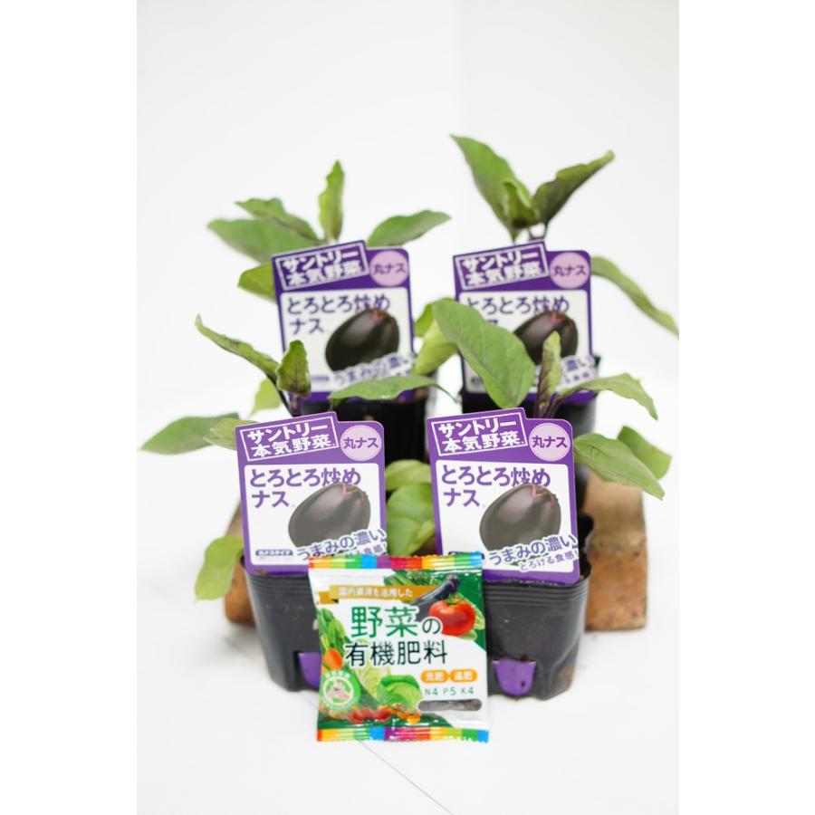 やまなす品 サントリー本気野菜 ナスの苗 「とろとろ炒めナス 4本セット