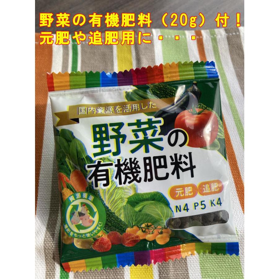 やまなす品 楽天市場】【ナス】あまうまごちそうなす【サカタ交配】（0.6ml