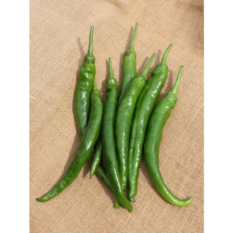 サントリー本気野菜 グルメピーマン 甘ししとう 9cmポット苗 2本セット ４月中旬 5月上旬発送分予約 Pfpp 日光種苗ヤフー店 通販 Yahoo ショッピング