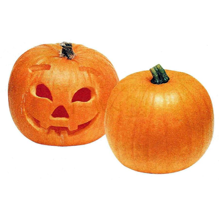 観賞用カボチャ ハロウィンかぼちゃ １２ｃｍポット苗 ５月上旬発送分予約 Pfpu 日光種苗ヤフー店 通販 Yahoo ショッピング