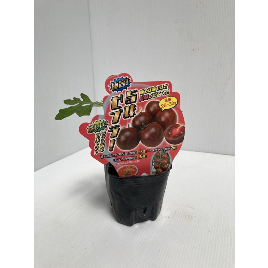 エムソン企画のトマト苗「極旨！ 旨みゼブラ 中玉トマト」9cmポット