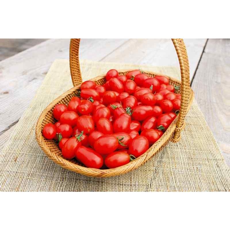 サントリー本気野菜 トマト苗 「純あま」9cmポット【4月中旬〜5