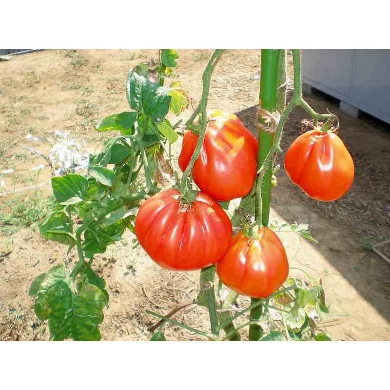 サントリー本気野菜 トマト苗 「ズッカ」9cmポット【4月中旬〜5月上旬