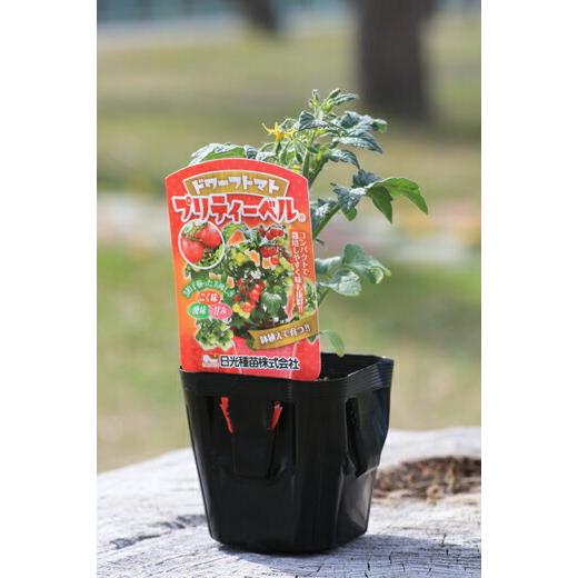 ドワーフトマト苗 プリティーベル」9cmポット : 日光種苗ヤフー