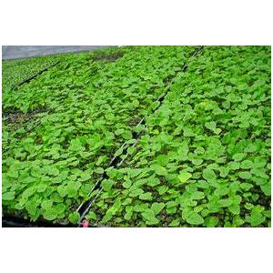 【予約商品・完全受注商品】「六方沢わさびプラグ苗」　【ご注意：受注後2-3ヶ月後の発送です。】