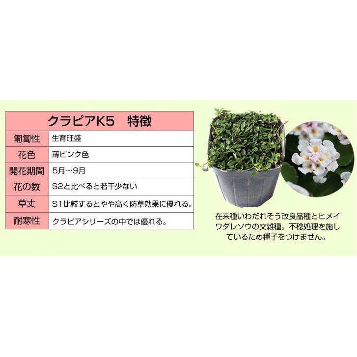 送料込 スーパーイワダレソウ クラピア 全国一律送料無料 ｋ５ 農場直送につき同梱不可商品 9cmポット苗 ４０本セット 花色 薄ピンク