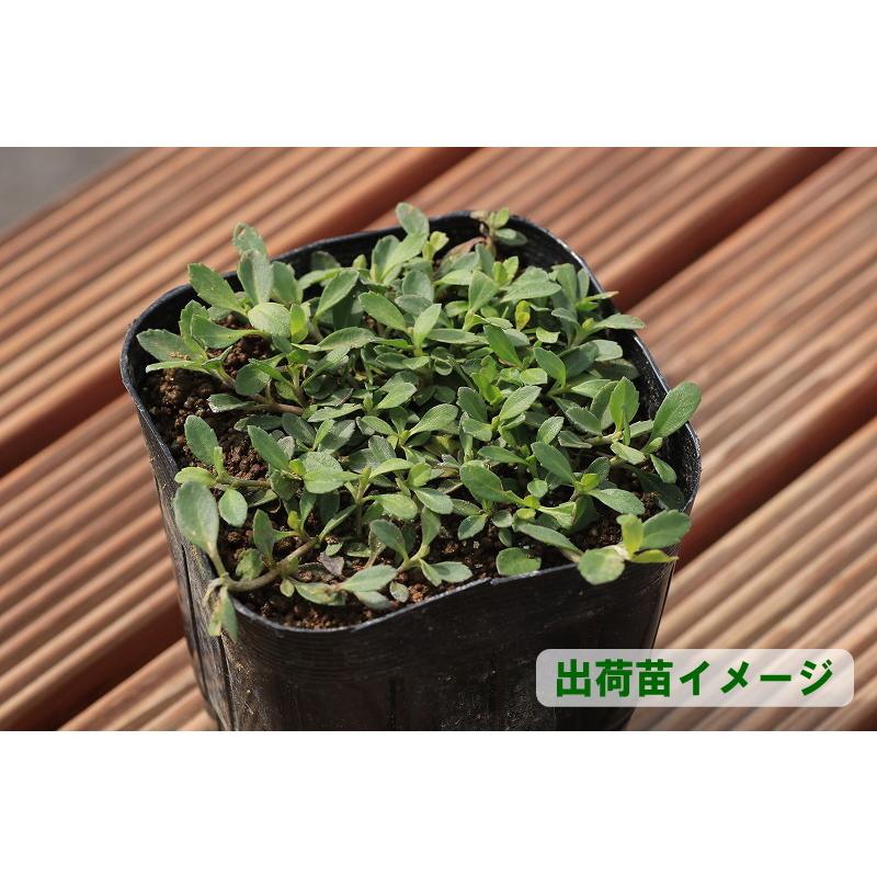 【花のタネプレゼント中(N)】【送料込】イワダレソウ改良種「クラピア Ｋ７(４０本セット)」（花色：白）9cmポット苗　【農場直送につき同梱不可商品】_2