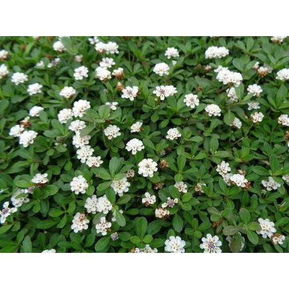 【花のタネプレゼント中(N)】【送料込】イワダレソウ改良種「クラピア Ｋ７(４０本セット)」（花色：白）9cmポット苗　【農場直送につき同梱不可商品】_4