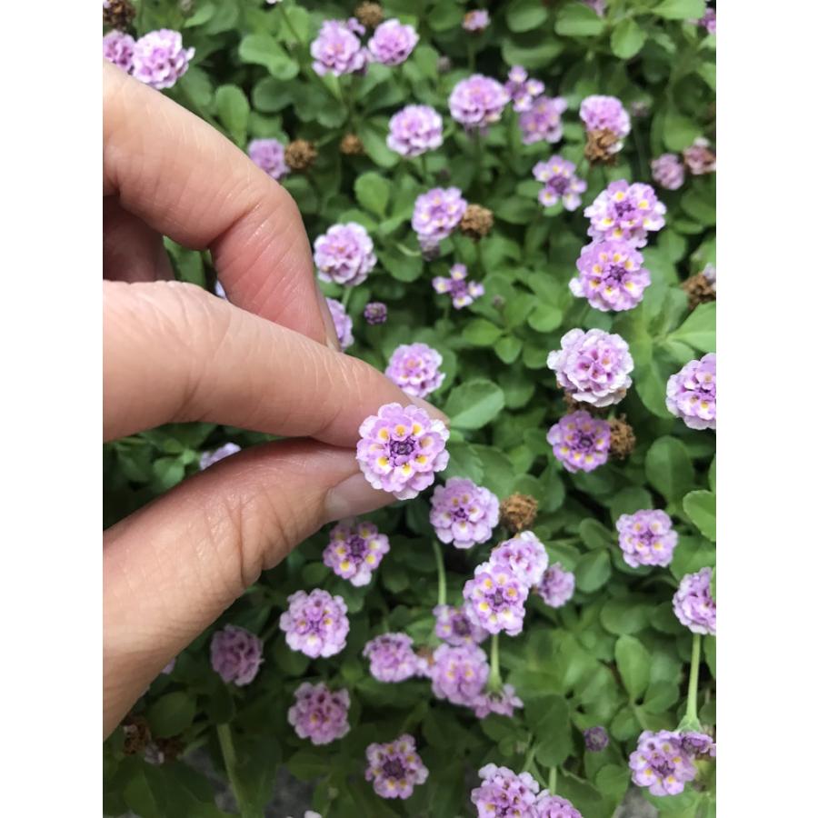 【花のタネプレゼント中(N)】イワダレソウ改良種「クラピア Ｋ3 (４０本セット)」（花色：ピンク）　９cmポット苗【送料込】_2