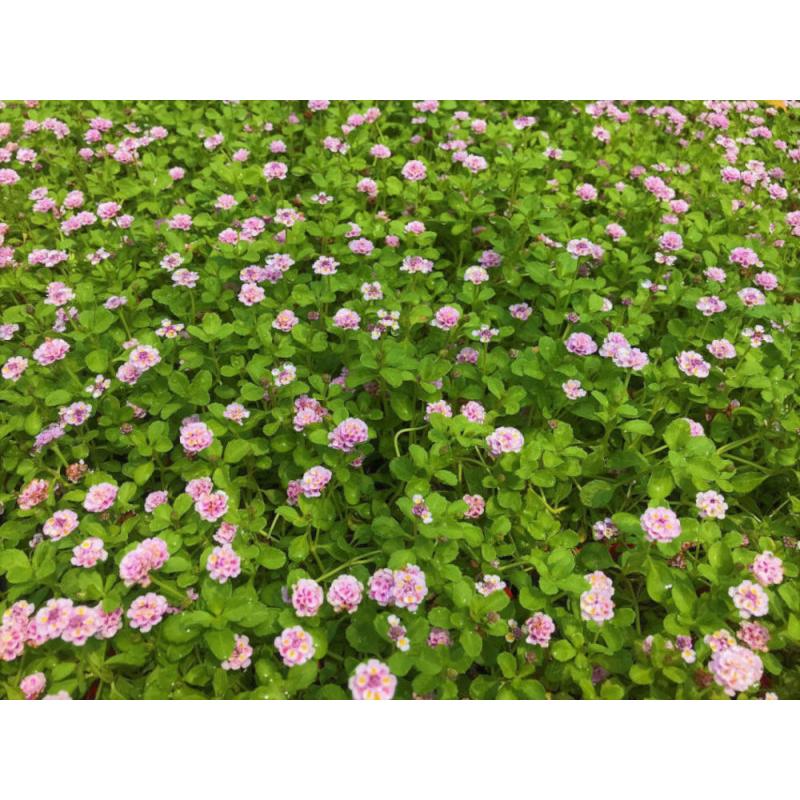 【花のタネプレゼント中(N)】イワダレソウ改良種「クラピア Ｋ3 (４０本セット)」（花色：ピンク）　９cmポット苗【送料込】_3