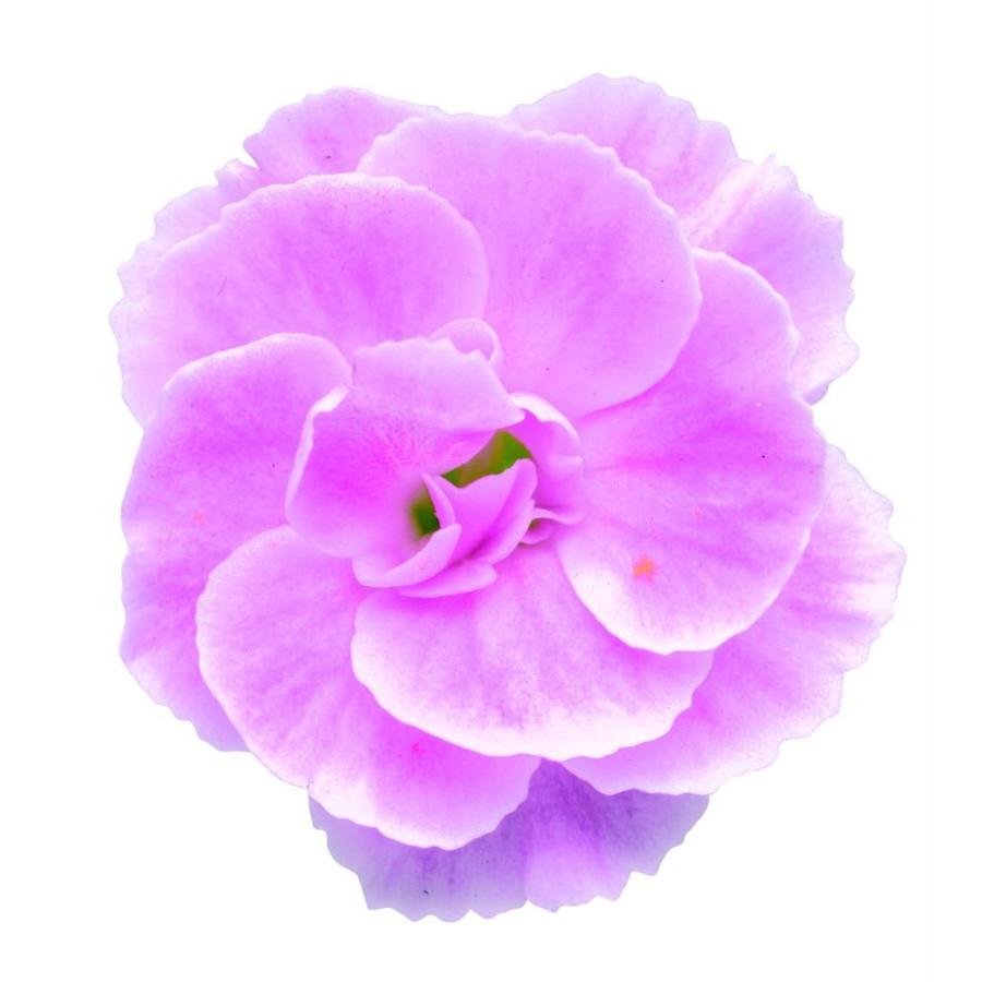 サントリーフラワーズ ミーテ さくらピンク 9cmポット苗2本セット 3月下旬出荷 Pvsf 日光種苗ヤフー店 通販 Yahoo ショッピング