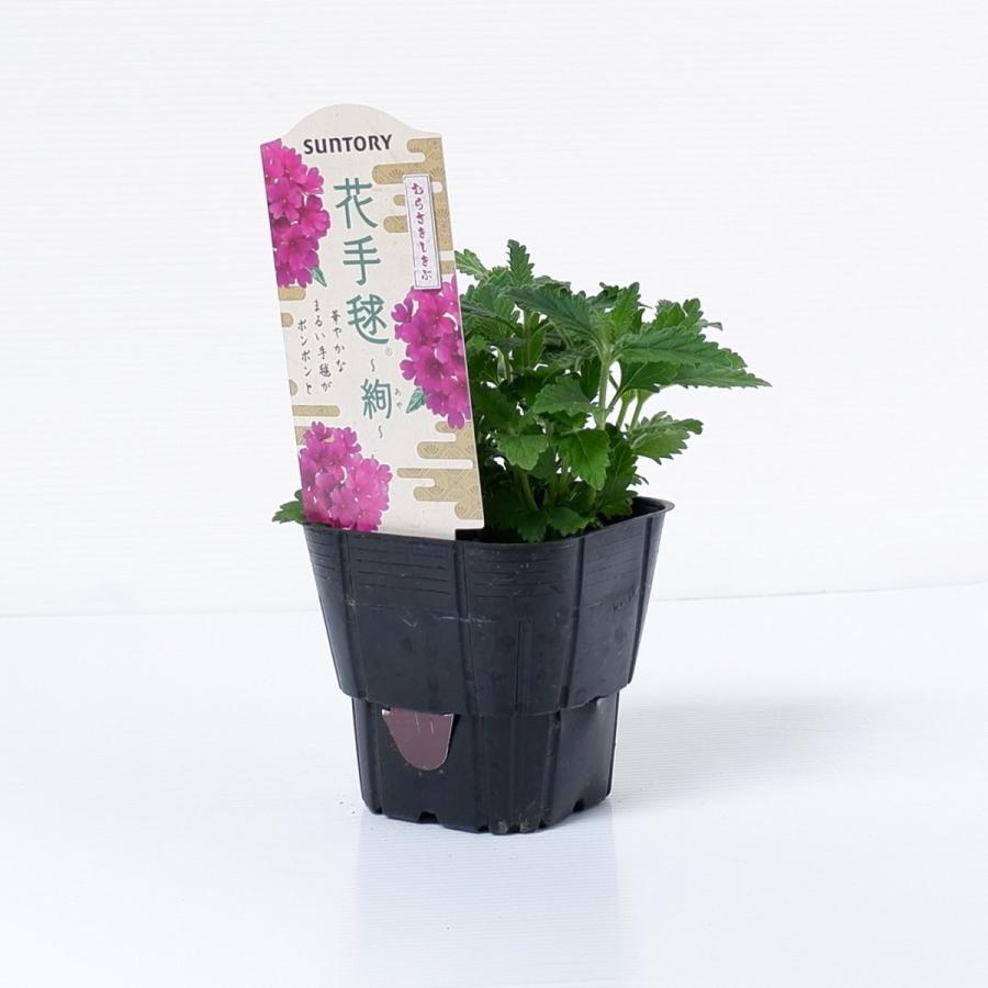 サントリーフラワーズ 花手毬 むらさきしきぶの苗 9cmポット 3月下旬出荷 Pvsf 日光種苗ヤフー店 通販 Yahoo ショッピング