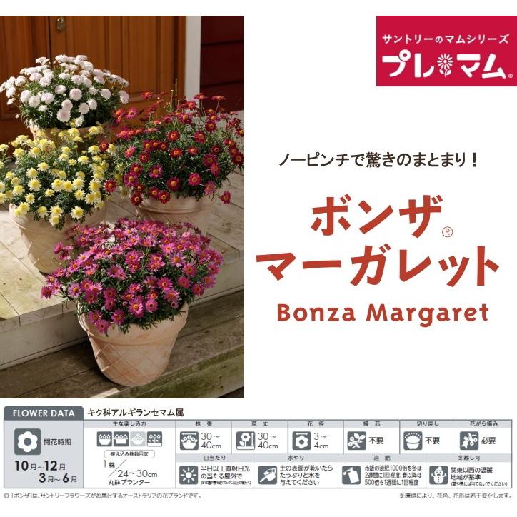 サントリーフラワーズ ボンザマーガレット ローズピンク 10 5cmポット苗2本セット 10月中旬出荷 Pvsf 日光種苗ヤフー店 通販 Yahoo ショッピング