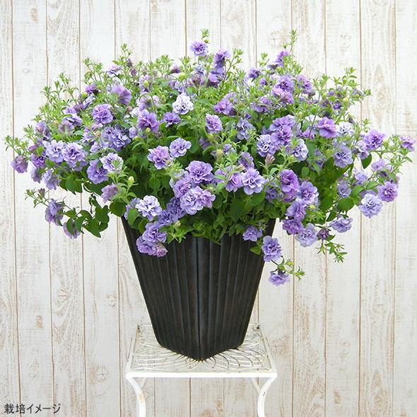 サントリーフラワーズ サフィニアフリル ライラックブルー 9cmポット苗2本セット 3月下旬より出荷 Pvsf 日光種苗ヤフー店 通販 Yahoo ショッピング