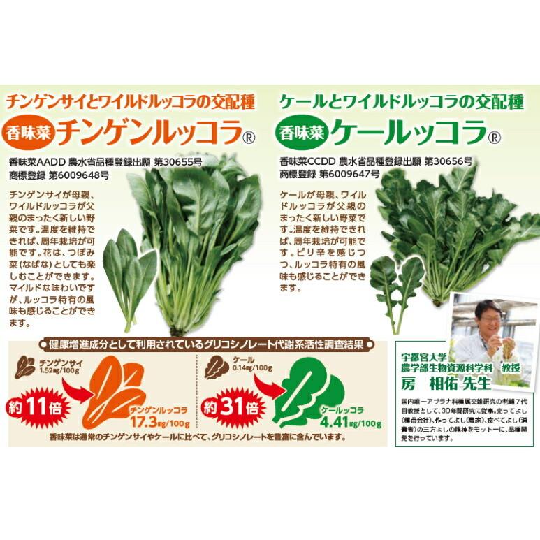 香味菜 こうみな チンゲンルッコラ コート種子２０００粒 宅配対応 品種名 香味菜 dd 登録番号 第275号 Sfnk Dx 日光種苗ヤフー店 通販 Yahoo ショッピング