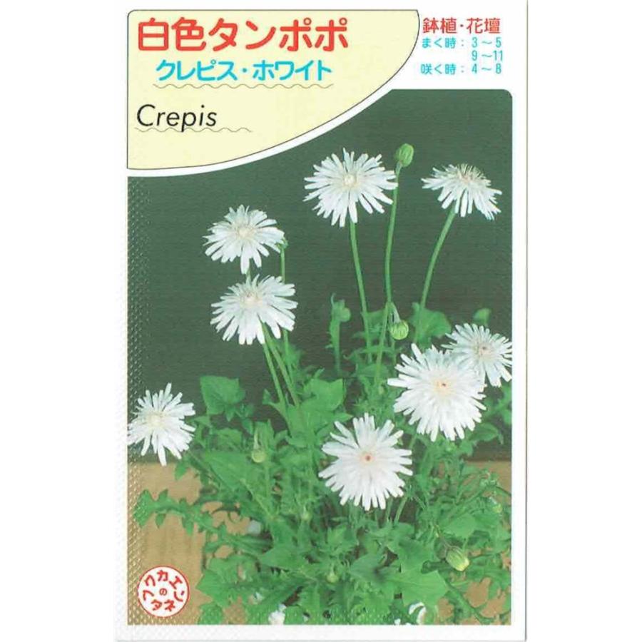 福花園種苗 白色タンポポ クレピス ホワイト のタネ 約粒 Sfu 日光種苗ヤフー店 通販 Yahoo ショッピング
