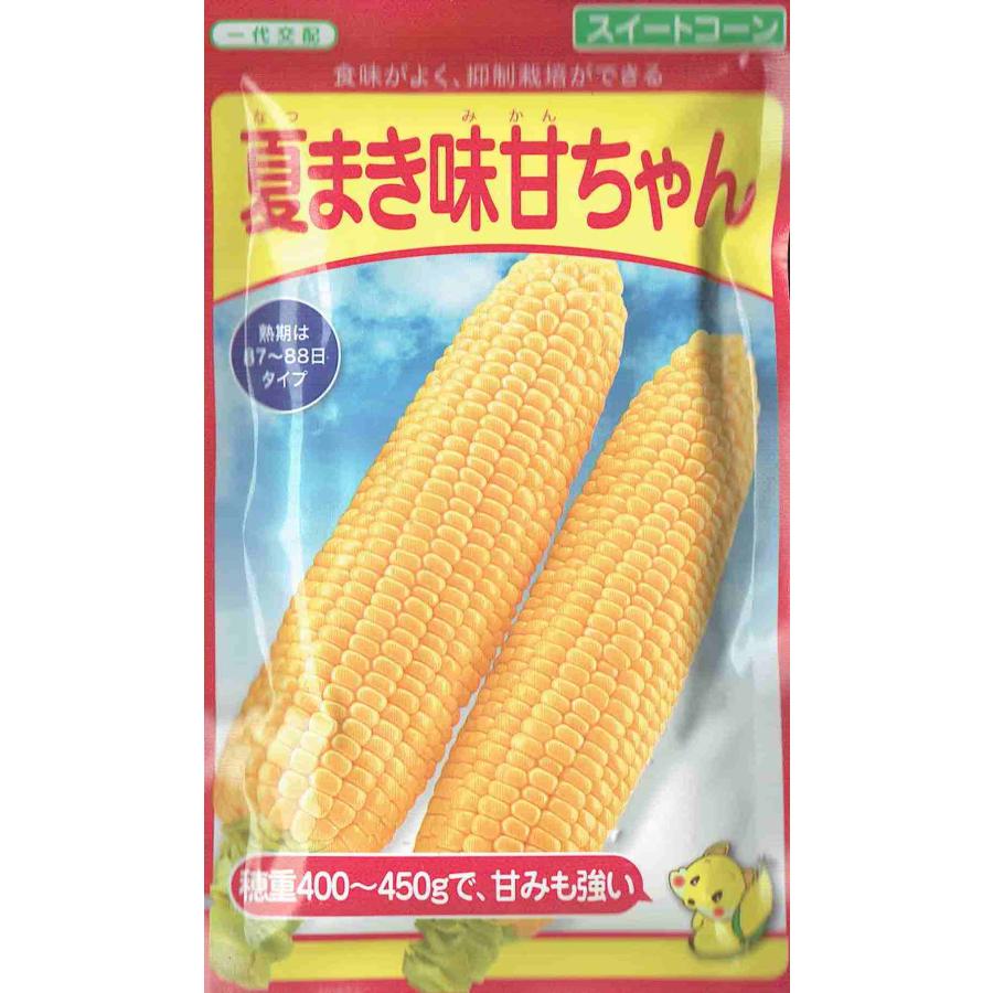 1【畑から直送】白雪姫ML16本　農薬化学肥料不使用 鹿児島県産スイートコーン 武蔵野種苗園 スイートコーン 夏まき味甘ちゃん 約100粒詰