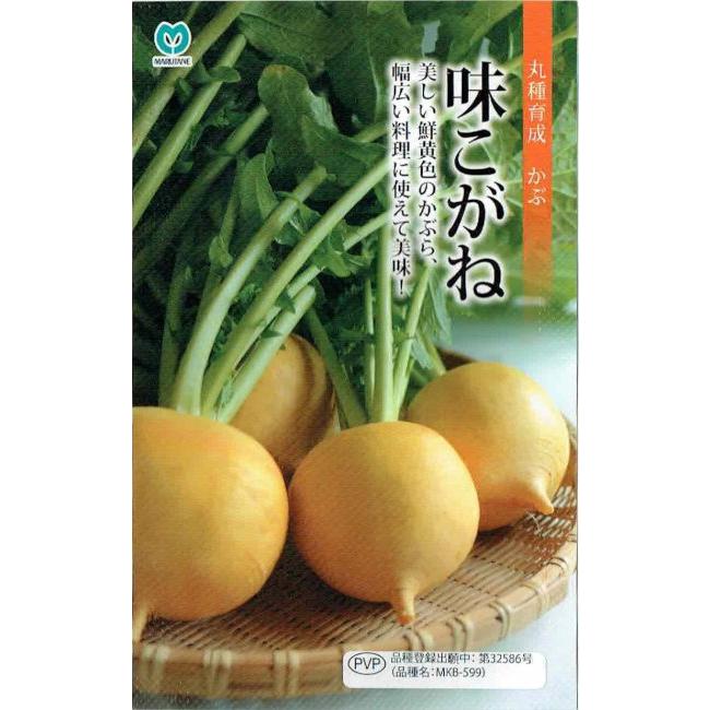 丸種　カブ　味こがね　2.5ml【郵送対応】【品種登録出願中】｜nikkoseed2012