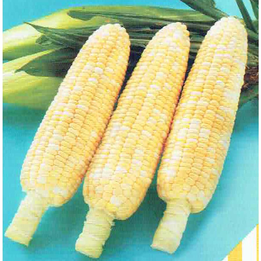 パイオニアエコサイエンス スイートコーン ドルチェドリーム のタネ 約500粒 Spe1262 日光種苗ヤフー店 通販 Yahoo ショッピング