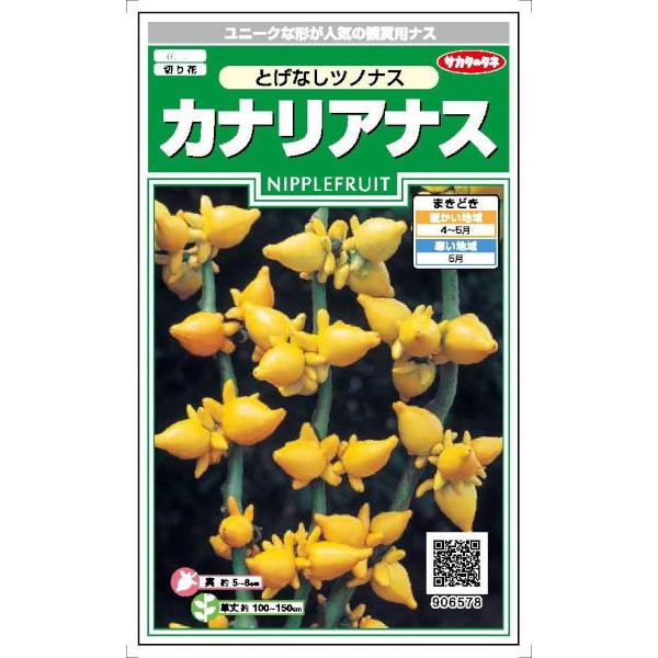 サカタのタネ　カナリアナス とげなしツノナス　1ml【郵送対応】｜nikkoseed2012