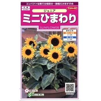 サカタのタネ ミニひまわり・ジュニア 【郵送対応】 : 日光種苗ヤフー