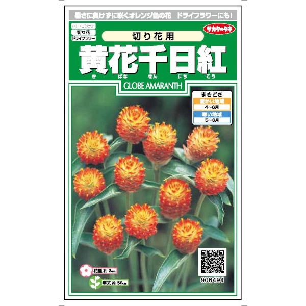 サカタのタネ 黄花千日紅 切り花用 0 7ml Ssk12b4941 日光種苗ヤフー店 通販 Yahoo ショッピング