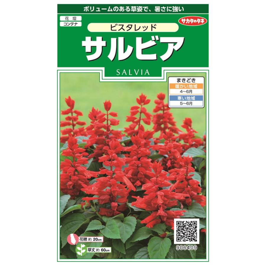 サカタのタネ サルビア ビスタレッドのタネ[内容量：約25粒] : 日光種苗ヤフー店 - 通販 - Yahoo!ショッピング