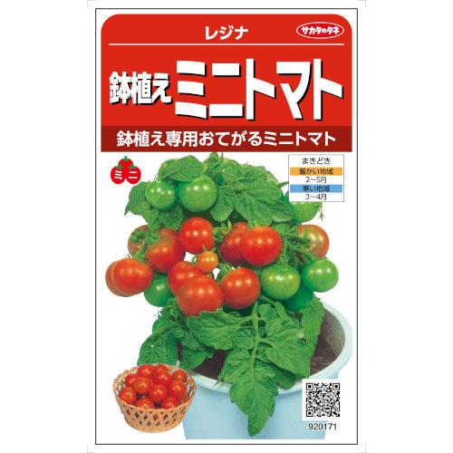 サカタのタネ 鉢植えミニトマト レジナ 0 6ml セットアップ