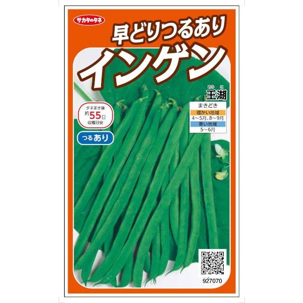 サカタのタネ 早どりつるありインゲン 王湖 26ml 雑誌で紹介された