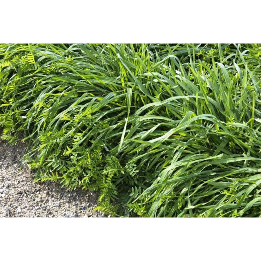 タキイ種苗 まめむぎマルチ 1kg Stax8021 日光種苗ヤフー店 通販 Yahoo ショッピング