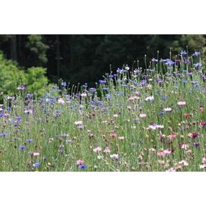 秋冬新作 八重矢車草 ヤグルマ セントーレア 10ｍｌ