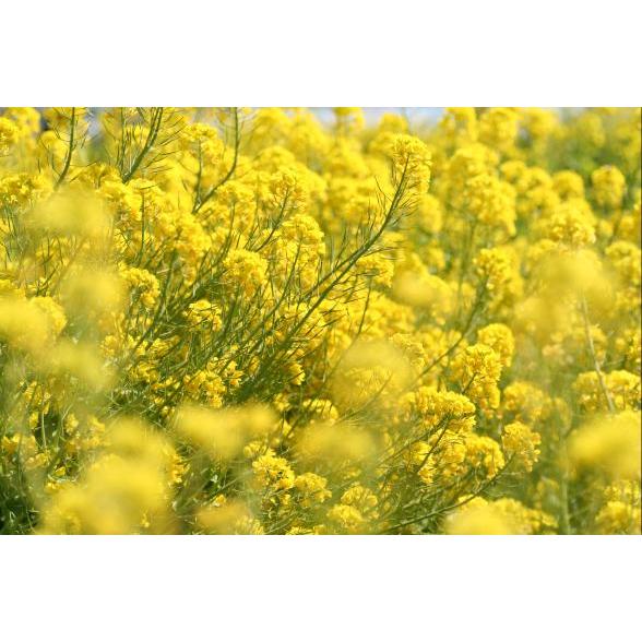 菜の花の種子 10kg Szn 日光種苗ヤフー店 通販 Yahoo ショッピング