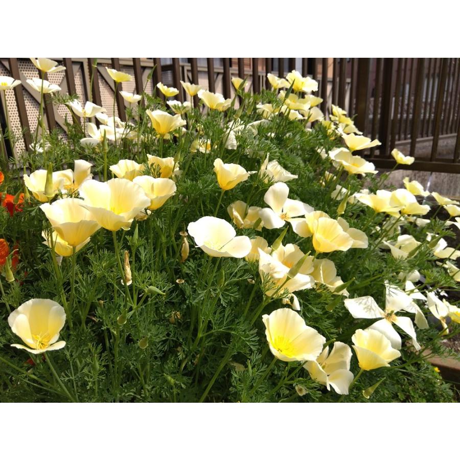 日光種苗「花菱草 アルバ」のタネ [内容量：1L](はなびしそう、ハナビシソウ、エスコルチア、カリフォルニアポピー)の画像