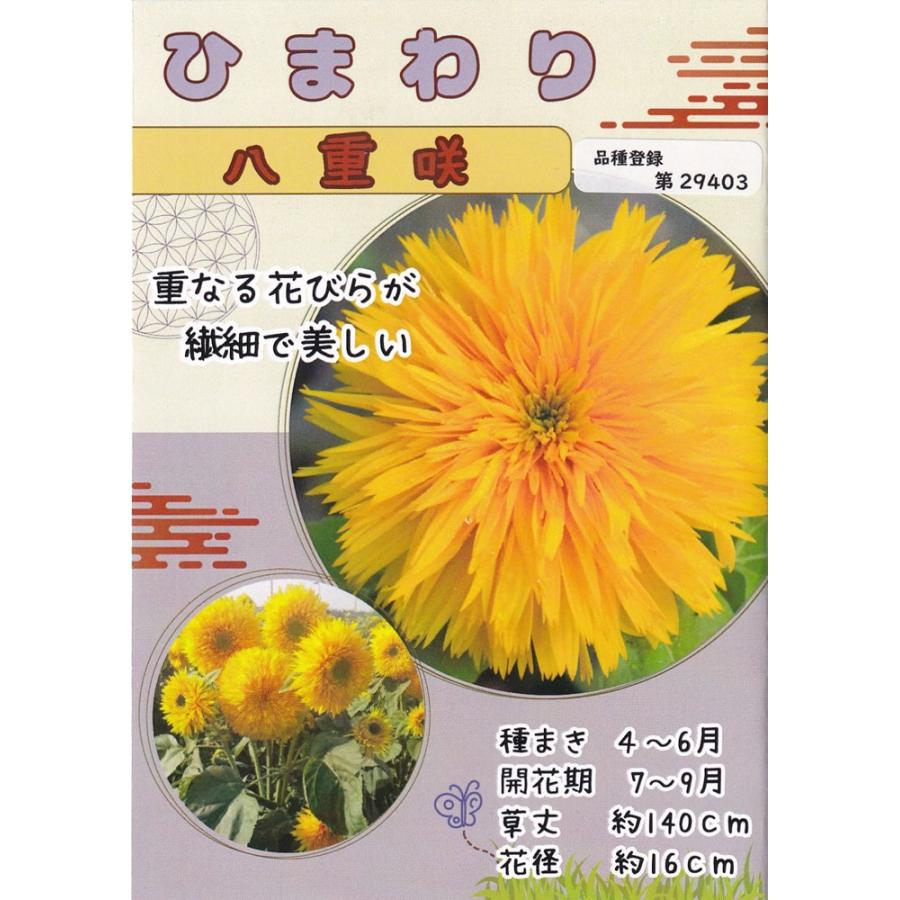 日光種苗 ヒマワリ 札幌八重まるこのタネ[内容量：10ml（約80粒