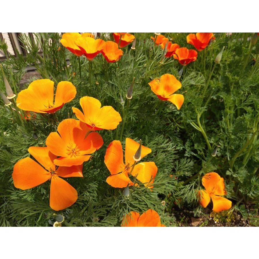 日光種苗「花菱草 レッドチーフ」のタネ [内容量：1L](はなびしそう、ハナビシソウ、エスコルチア、カリフォルニアポピー)の画像