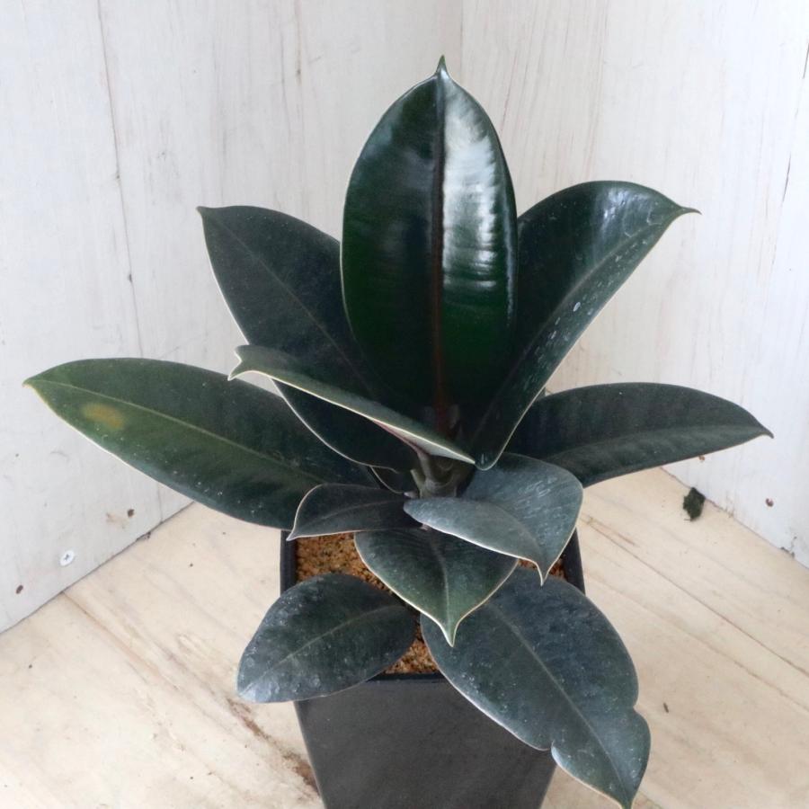 現品　フィカス　ゴムの木　バーガンディ　2番　インテリアグリーン　室内　観葉植物 楽天市場】観葉植物 フィカス バーガンディ 8号鉢 【全国送料