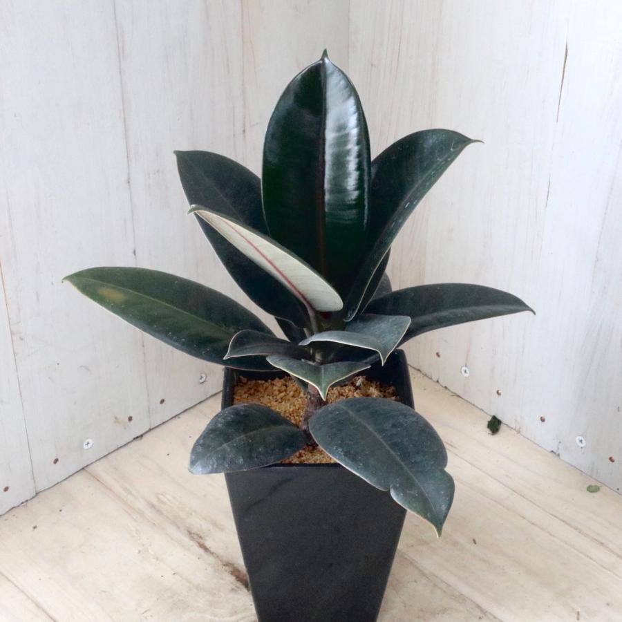 フィカス バーガンディ 観葉植物 インテリアグリーン 鉢ごと : nico