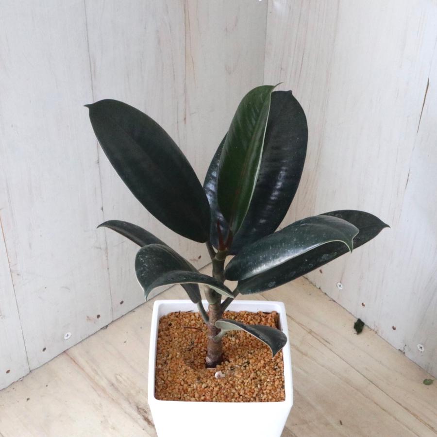 フィカス バーガンディ 観葉植物 インテリアグリーン 鉢ごと : nico