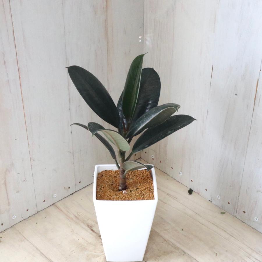 フィカス バーガンディ 観葉植物 インテリアグリーン 鉢ごと : nico