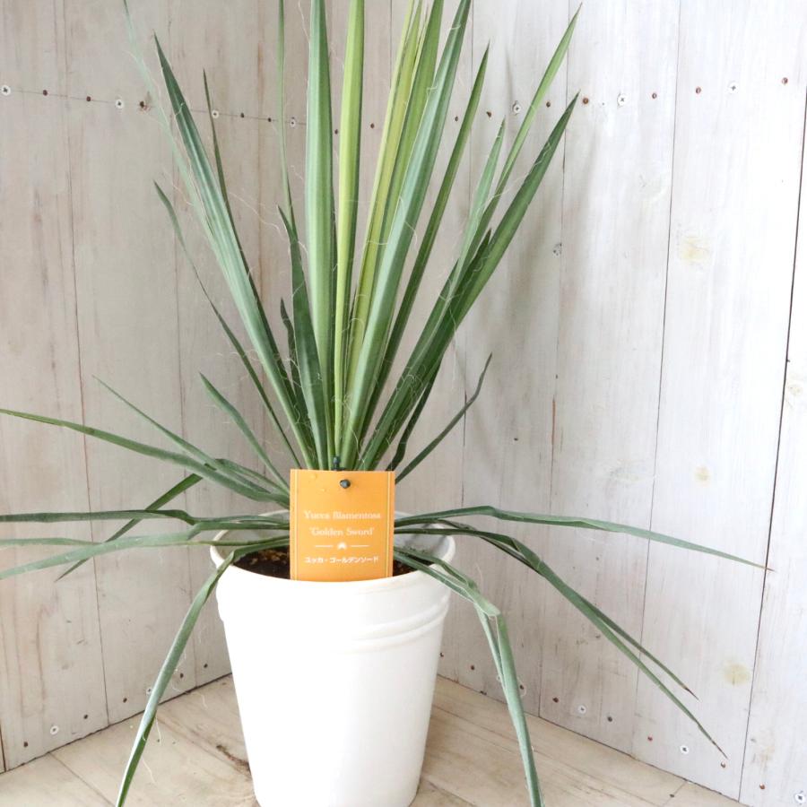 立派 ユッカ ゴールデンソード フィラメントーサ 観葉植物 6寸鉢