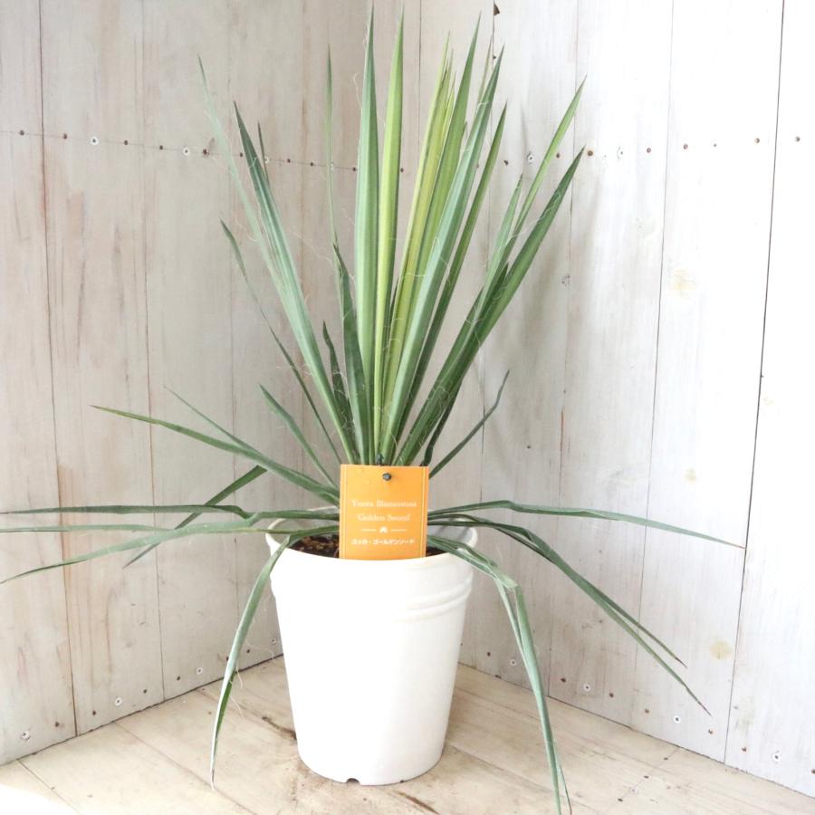 立派 ユッカ ゴールデンソード フィラメントーサ 観葉植物 6寸鉢