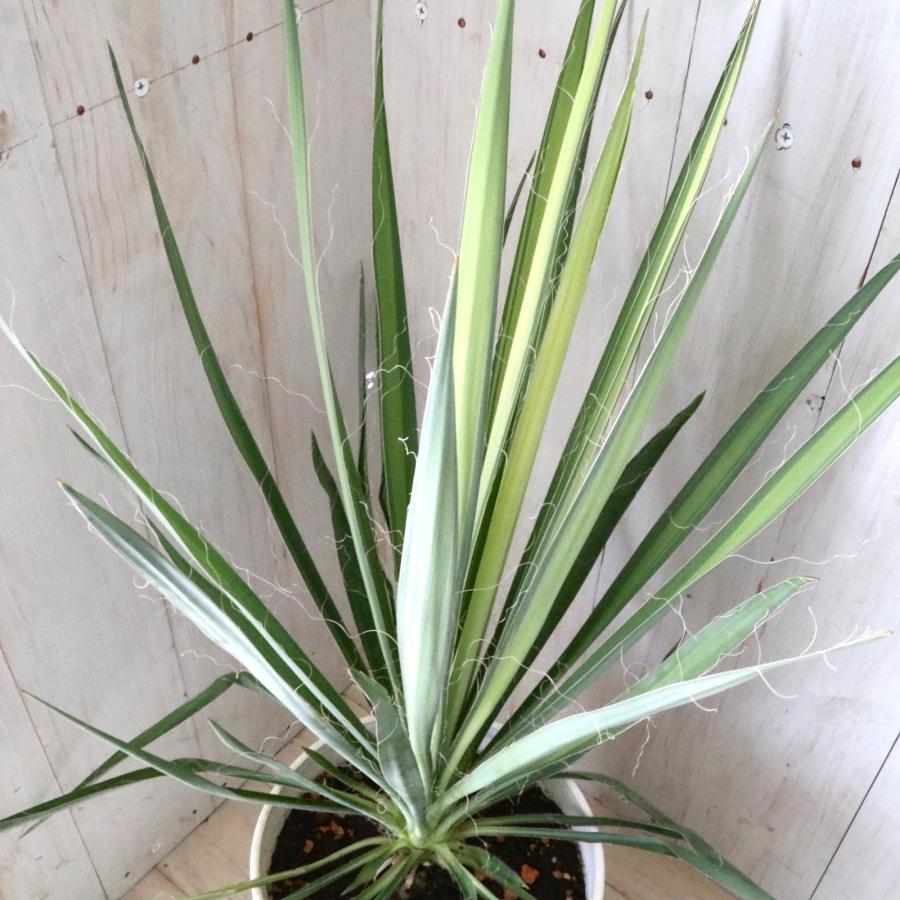 立派 ユッカ ゴールデンソード フィラメントーサ 観葉植物 6寸鉢