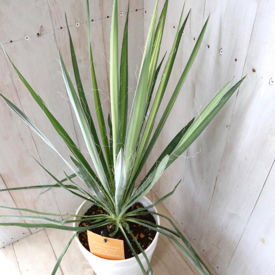 立派 ユッカ ゴールデンソード フィラメントーサ 観葉植物 6寸鉢