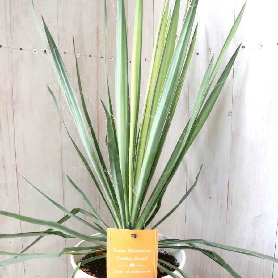 ピンクに色付いて来た幹の長さ約35㎝人気のユッカ・ディスメキアーナ幹上がりタイプ ①幹の長さ約35㎝人気のユッカ・ディスメキアーナ幹上がり