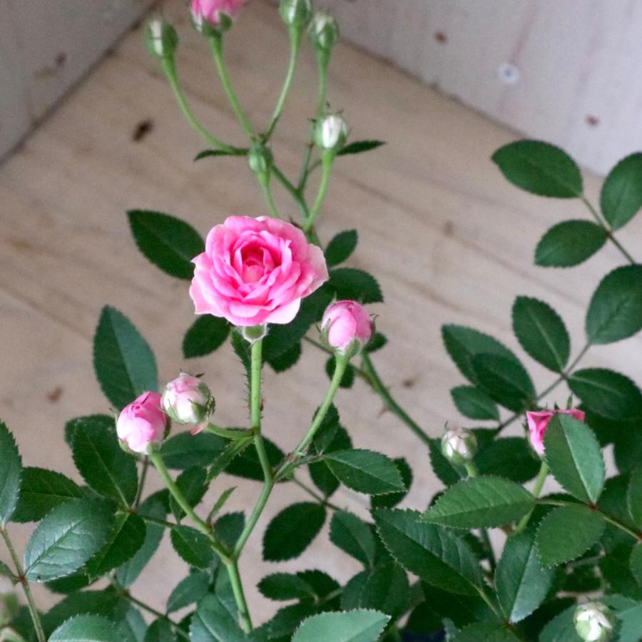 小さなバラ　みさき　ミニバラ　極小輪バラ｜niko-flower｜11